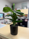 Small Fiddle Leaf
